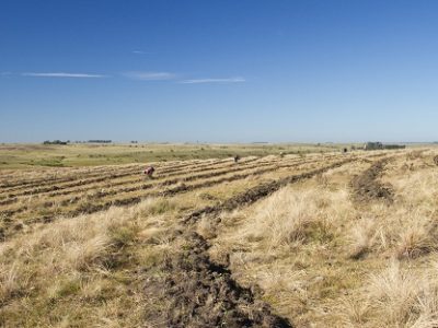 Campo Ganadero – Forestal